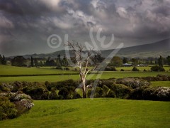 NEW ZEALAND Pirongia